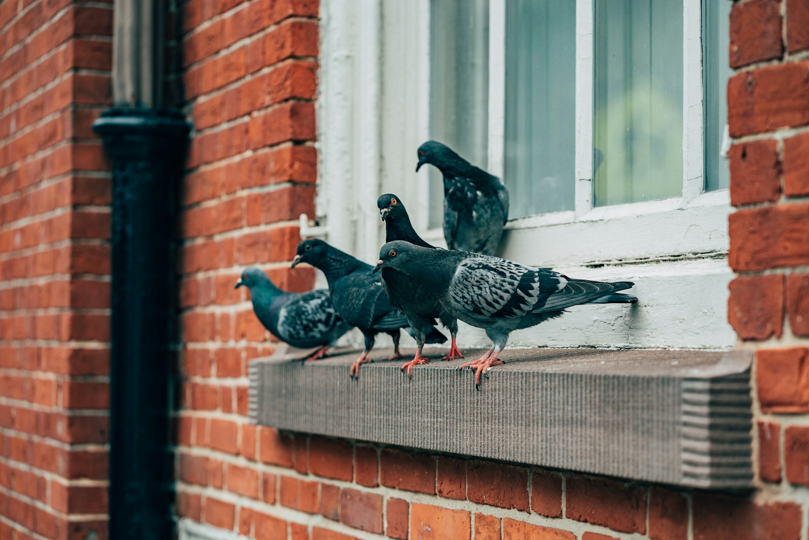 Palomas sobre la cornisa de un edificio